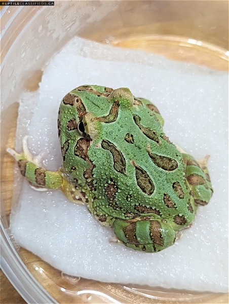 Canadian produced Mutant Gene Green Pacman frogs - Reptile Classifieds Canada