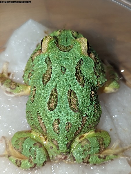 Canadian produced Mutant Gene Green Pacman frogs