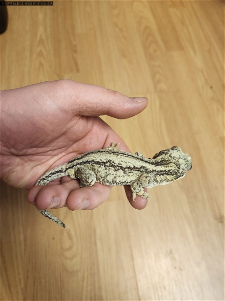 Gargoyle Gecko For Sale - Reptile Classifieds Canada