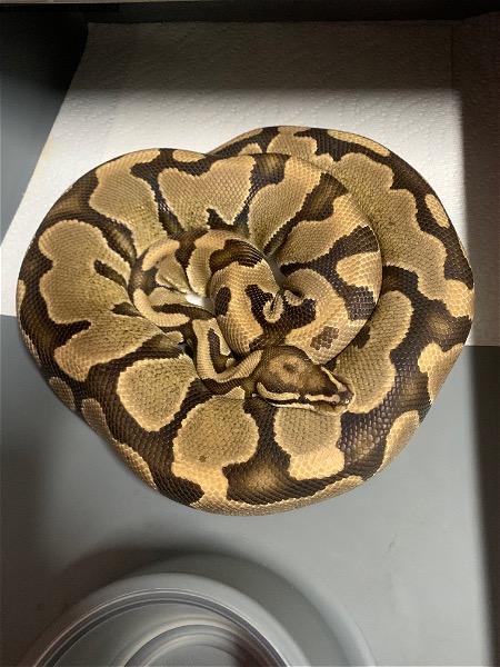 Proven breeder 0.1 yellow belly