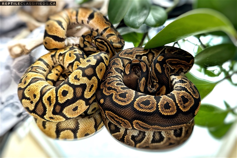 Ball Python Babies Ready to Go! - Reptile Classifieds Canada