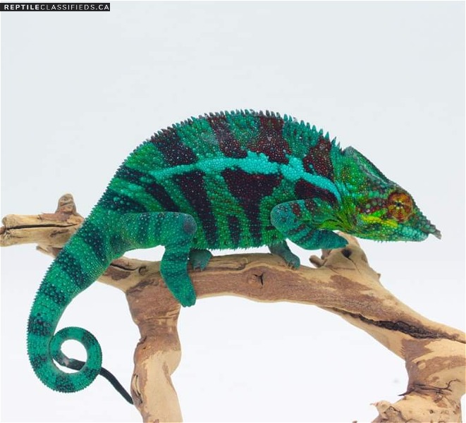 Ambanja Panther Chameleons - Reptile Classifieds Canada