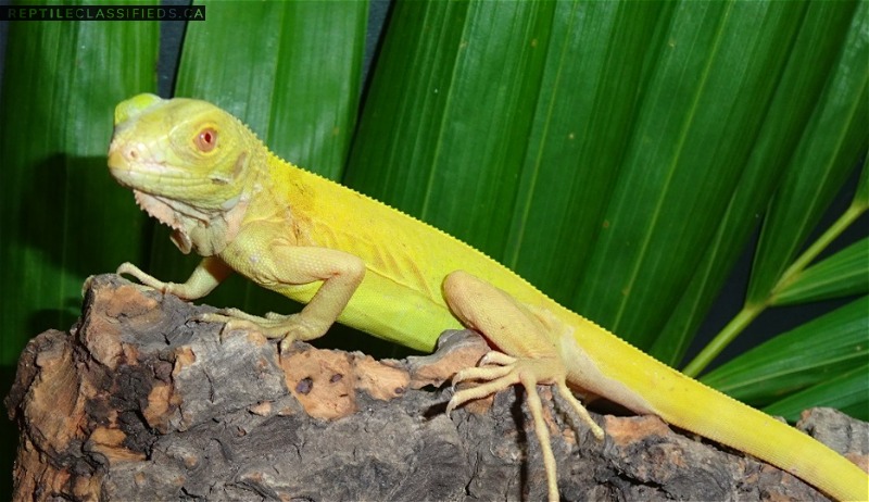 Baby Alibino Iguana
