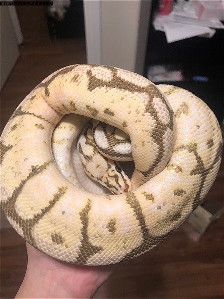 adult ball Python