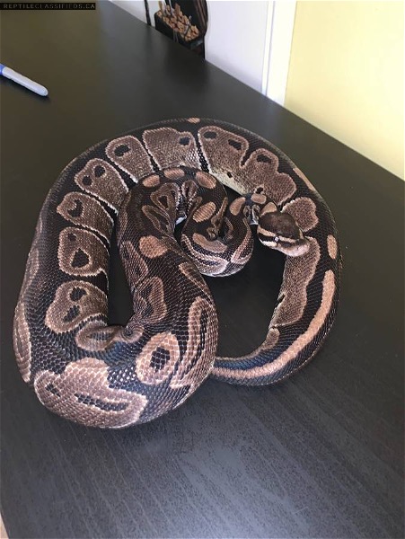 Adult Female Ball Python