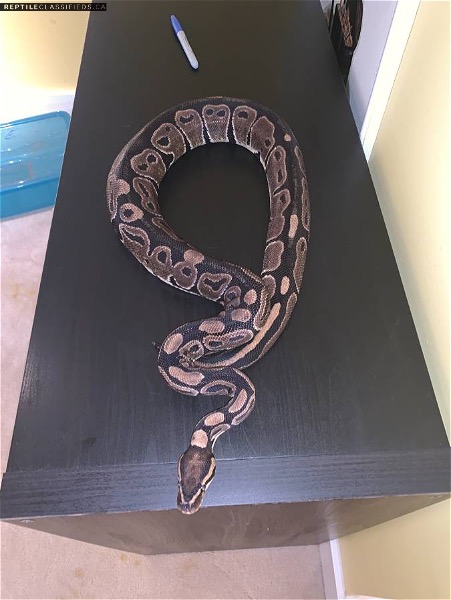 Adult Female Ball Python