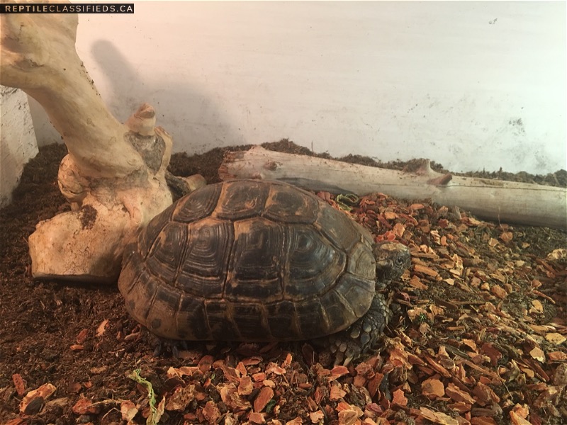 Adult Greek male tortoise and adult Hermann tortoise