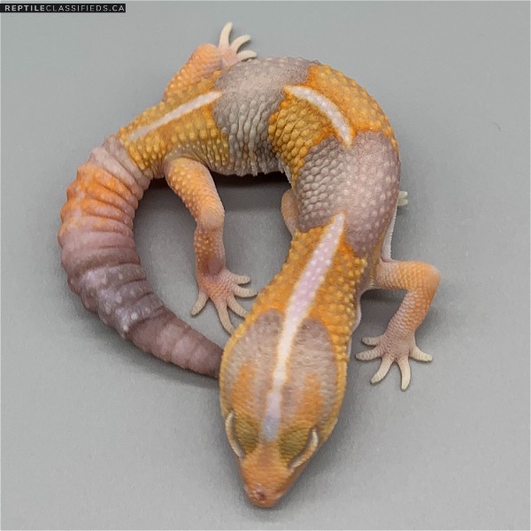African Fat Tail - Male Striped Amel (AFT-H4-20)