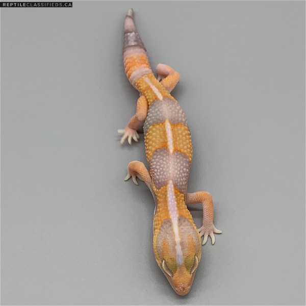 African Fat Tail - Male Striped Amel (AFT-H5-20)
