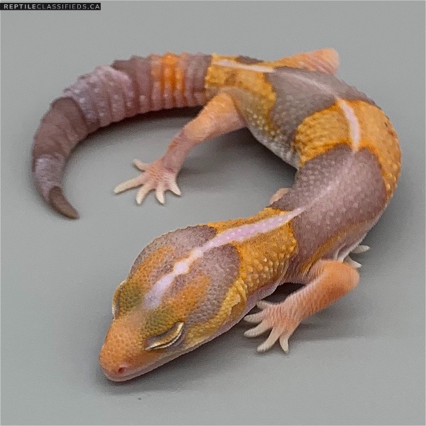 African Fat Tail - Female Striped Amel (AFT-H7-20)