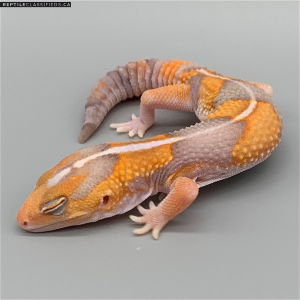 African Fat Tail - Female Striped Amel (AFT-H20-20)