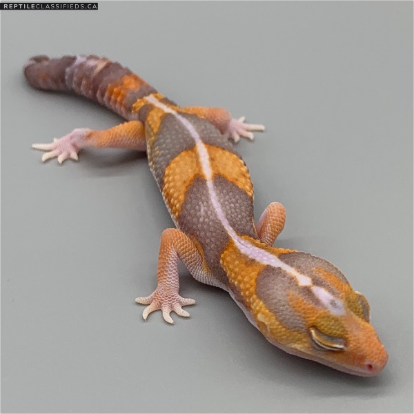 African Fat Tail - Female Striped Amel (AFT-H21-20)