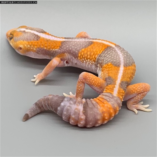 African Fat Tail - TSF Striped Amel (AFT-H24-20)