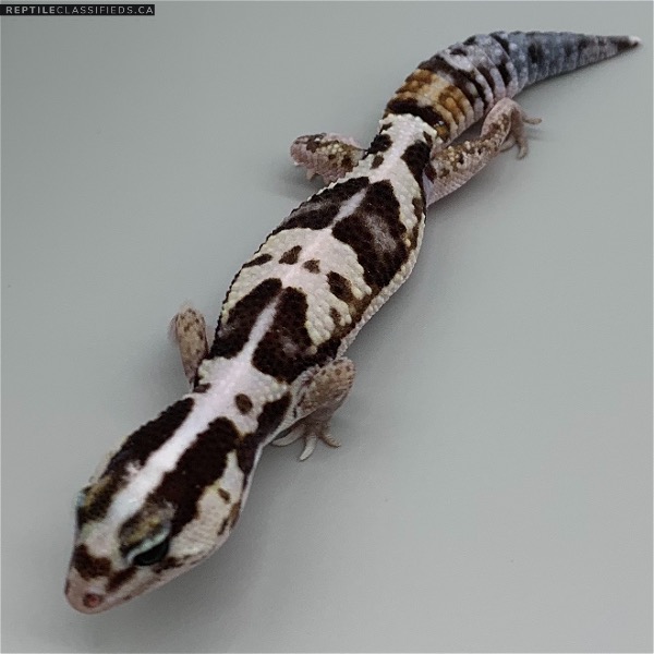 African Fat Tail - TSF Striped White Out (AFT-H15-20)