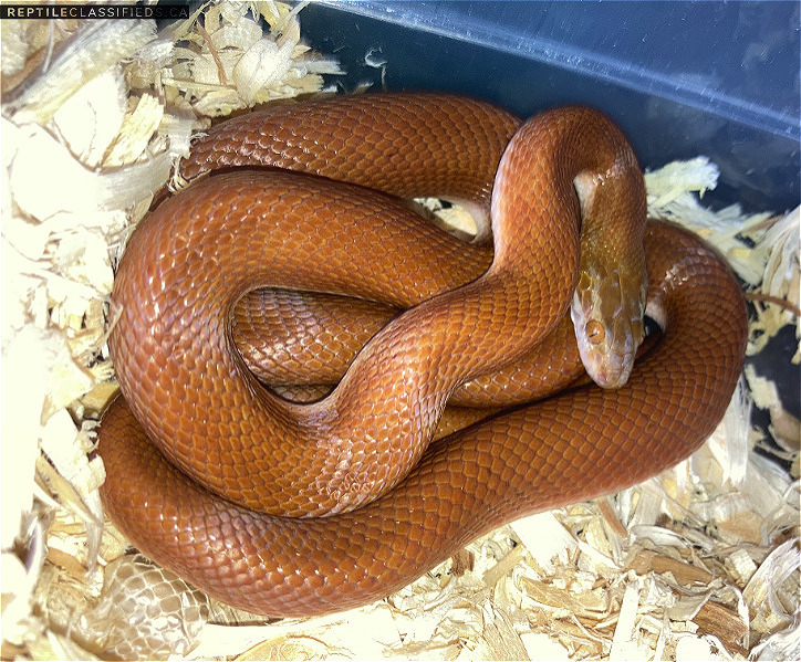 African House Snakes & Olive Snake for sale