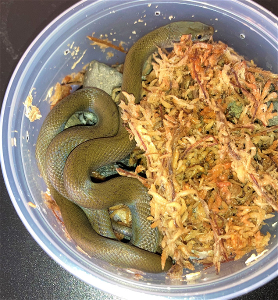 African House Snakes & Olive Snake for sale
