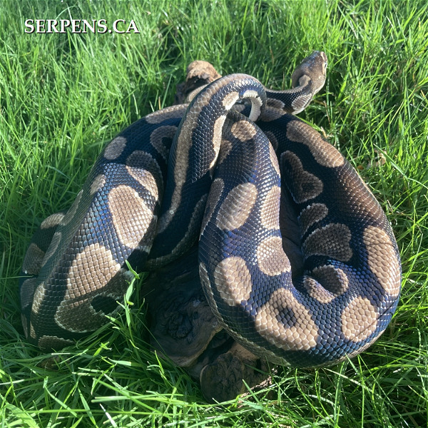 Available Boas and Pythons