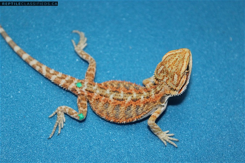 Baby Bearded Dragons on Sale! 