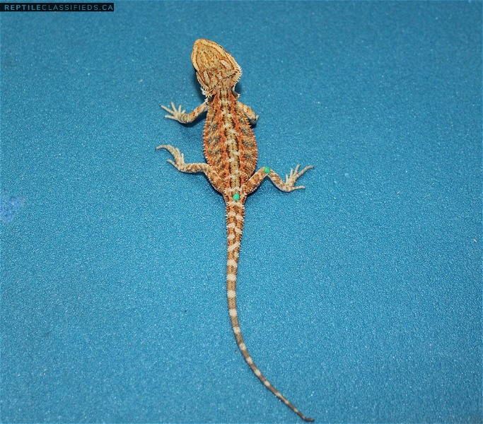Baby Bearded Dragons on Sale! 