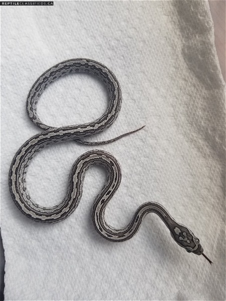 Baby Corn Snakes - Reptile Classifieds Canada
