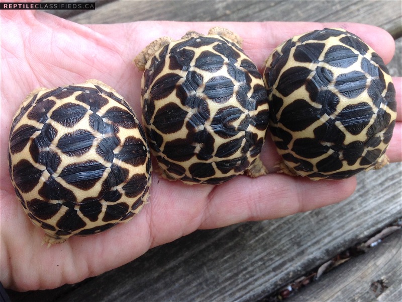 Baby Indian Star Tortoises
