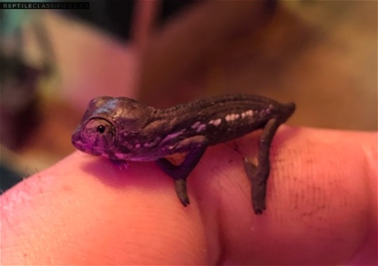 REPTILE CLASSIFIEDS - Baby panther chameleons