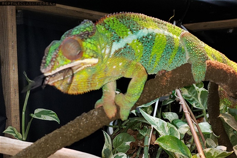 Baby panther chameleons
