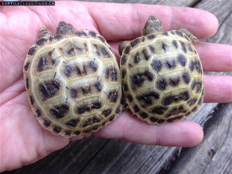 Baby Russian Tortoises