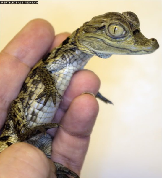 Baby Spectacled Caimans