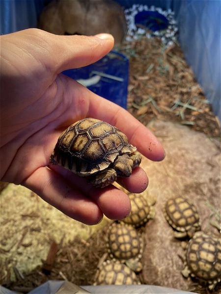 Baby Sulcata (African spurred) tortoise