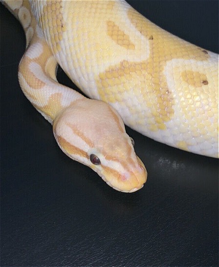 Ball python - Super pastel banana het orange ghost