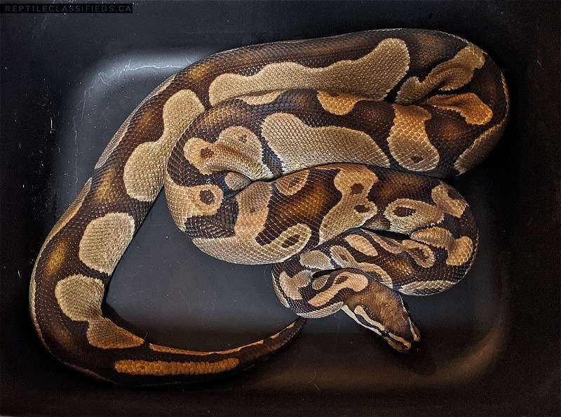 Ball Python Availability (Dreamsicle and Clown Pied projects)