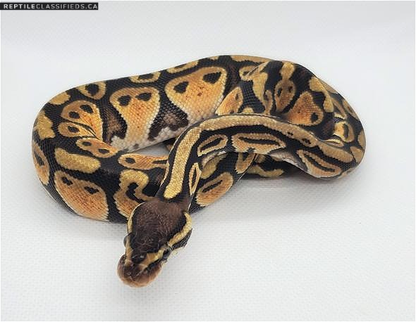Ball python Hatchling wanted