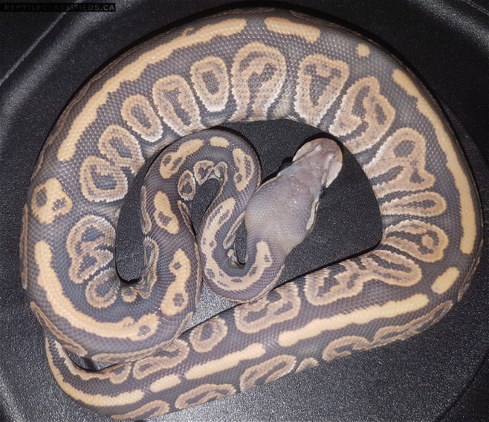Ball pythons for sale  - Reptile Classifieds Canada