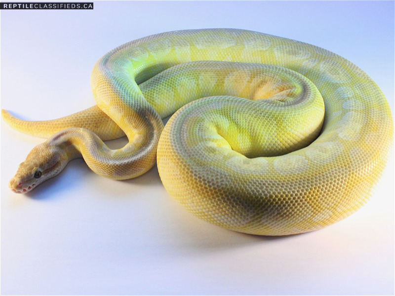 Ball pythons for sale younger and adults PB - Reptile Classifieds Canada