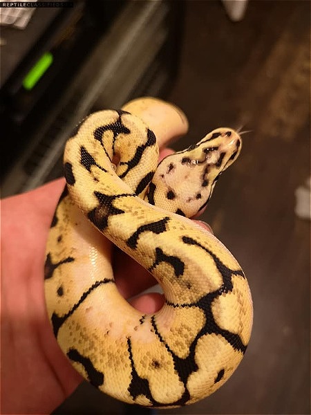 Ball pythons. Bumble bee. spider. normal. pastel 