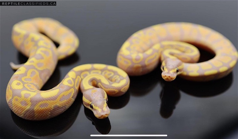 Banana Yellow Belly 100% Green Ghost 