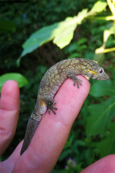 Bavayia, Eurodactylodes, Dierogekko