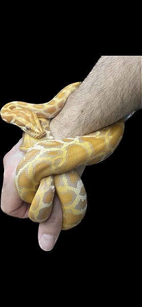 Beautiful Caramel Burmese Pythons Available  - Reptile Classifieds Canada