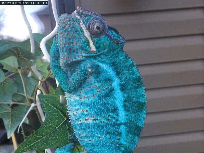 Beautiful chameleons for sale - Reptile Classifieds Canada