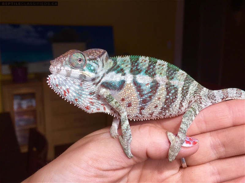 Beautiful chameleons for sale