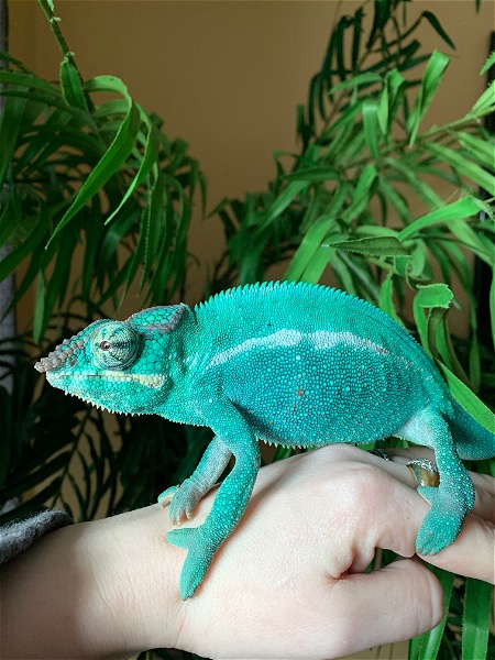 Beautiful Chameleons for sale - Reptile Classifieds Canada