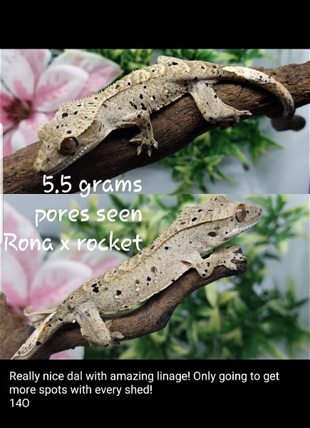 Beautiful Crested Geckos