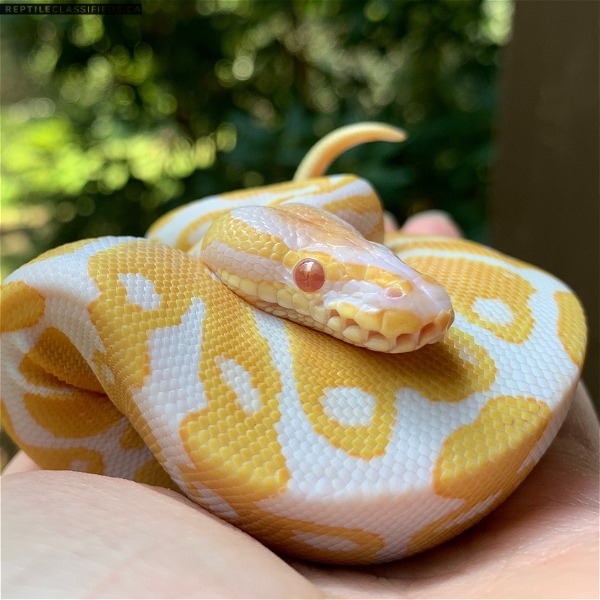 Beautiful healthy albino ball Python