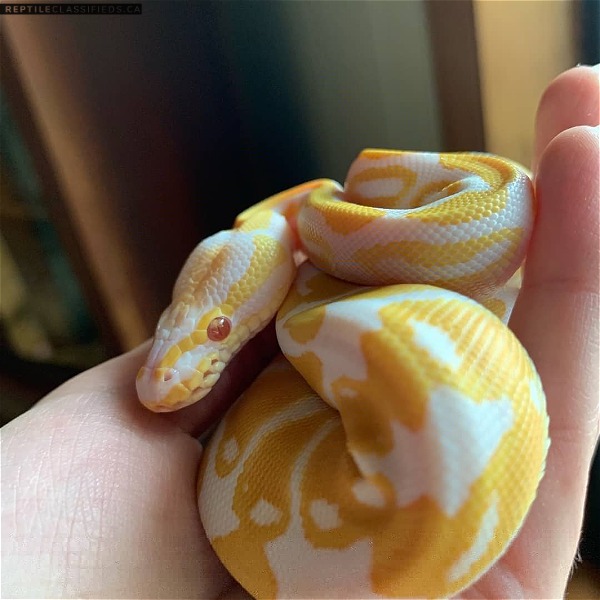 Beautiful healthy albino ball Python