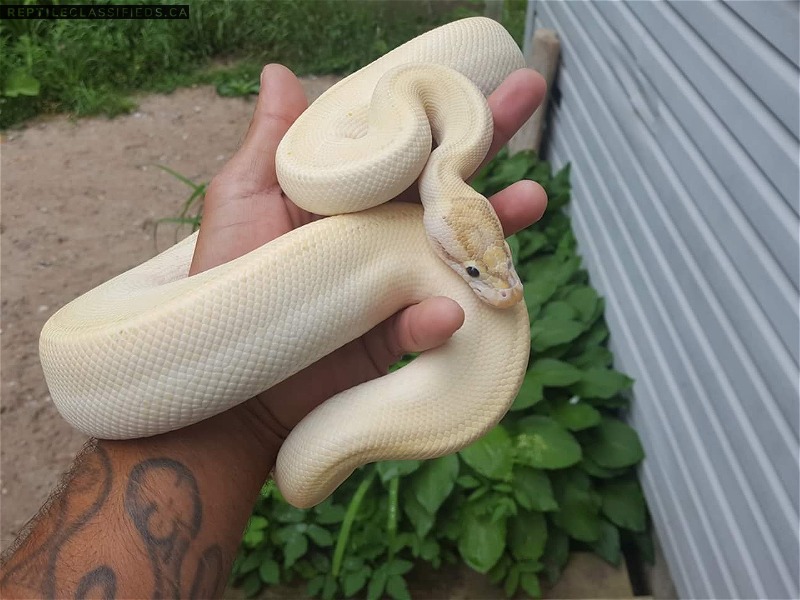 Great opportunity for someone getting into breeding or collecters Looking quality male stock for upcoming breeding projects!!! - Reptile Classifieds Canada