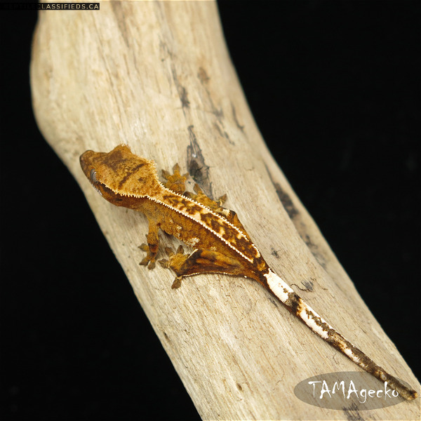 Bébé Gecko a crête / Crested Gecko Baby - Reptile Classifieds Canada