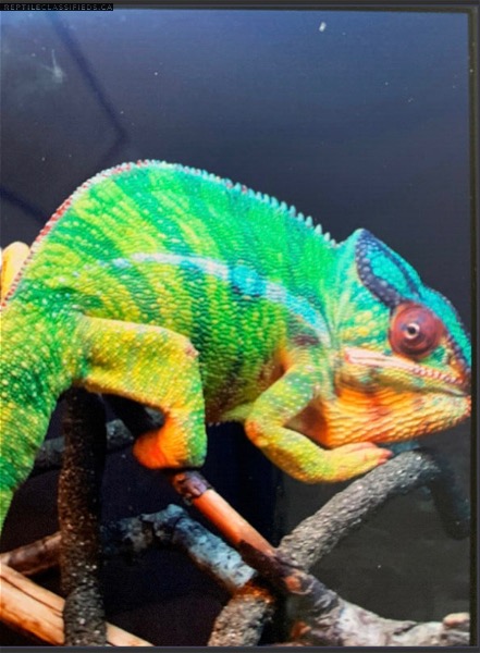 BIG SALE for baby chameleons - Reptile Classifieds Canada