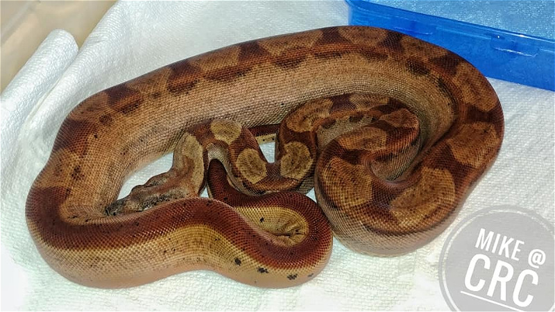 Boas galore, free delivery to EXPO tomorrow *with deposit*