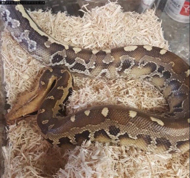 Borneo blood python